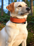Lederriemen mit D-Ring 60,0 cm lang x 2,5 cm Hundehalsband, Halsbänder in 6 Farben von Lwph