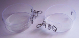 transparente Oberschenkelfesseln 1 Pr. mit Durchsicht glasklar 6,5 cm mit D-Ring und Wirbelkarabiner